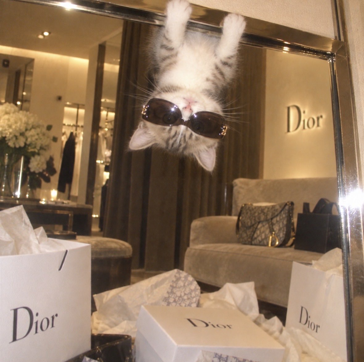 Upside Down Cat shopping at Dior