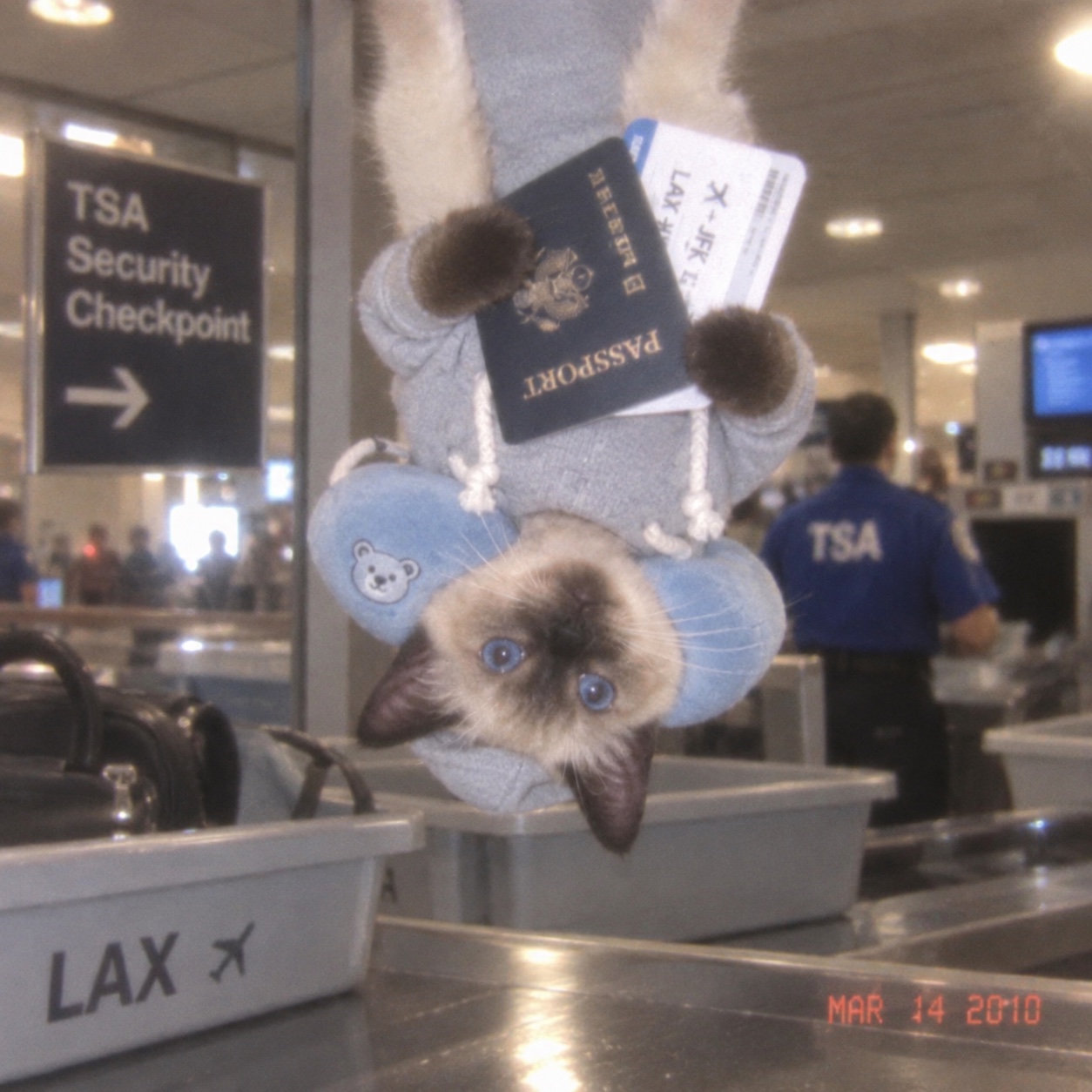 Upside Down Cat at the airport